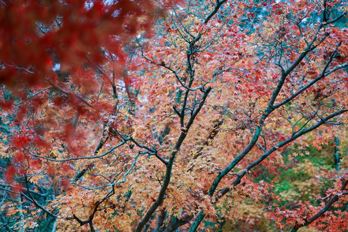 秋日庐山 色彩缤纷：35位油画名家情绘九江“山江湖城”